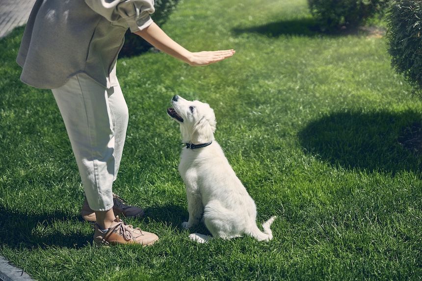 Group Dog Training Classes vs. Private Training